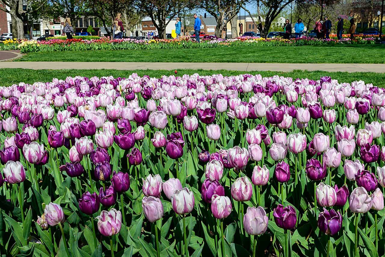Spring in small-town Iowa